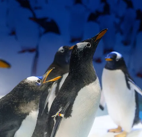 Conoce 5 datos curiosos de nuestros pingüinos que te harán sonreír