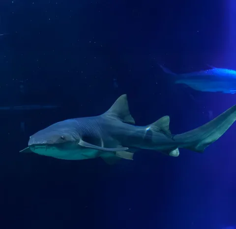 Tiburones: Los Reyes del Mar. Una experiencia inmersiva y fotográfica en Acuario Inbursa