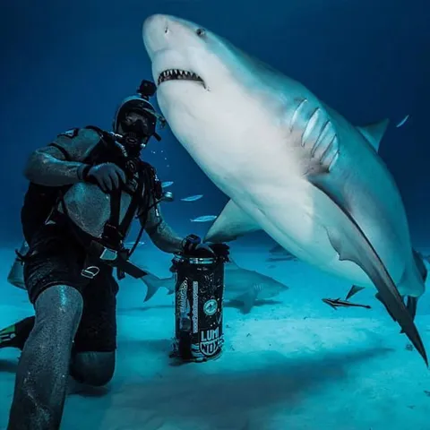 #DesmitificandoTiburones
