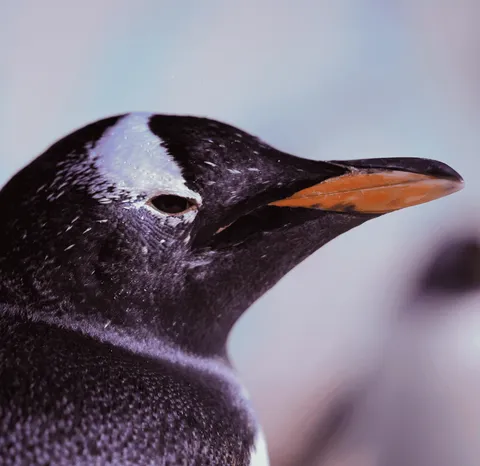 La Temporada de Reproducción de los Pingüinos Gentoo: Un Espectáculo de la Naturaleza en Acuario Inbursa