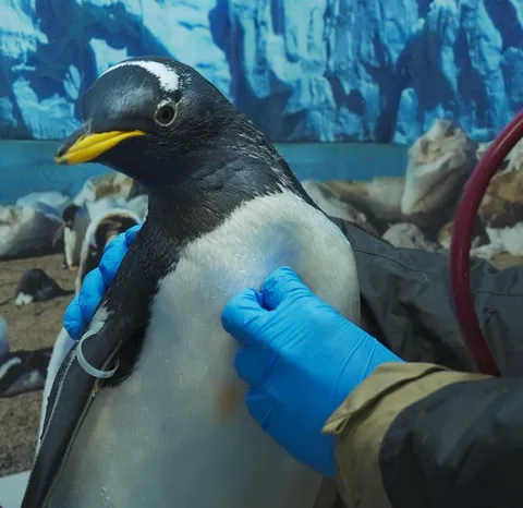 Clínica Polar en Acuario inbursa: experiencia única con pingüinos.