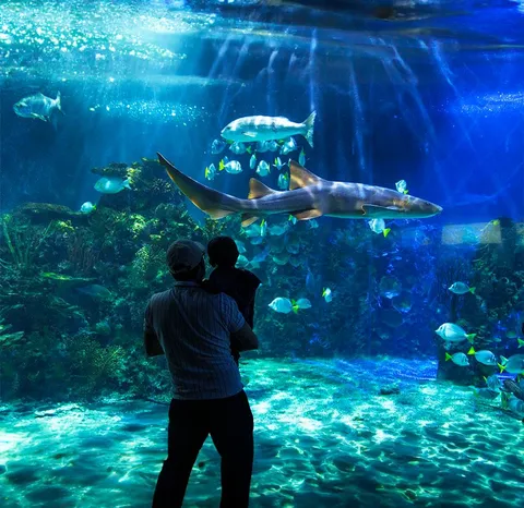 Pasa tu día en el Acuario Inbursa y vive el Mar de la CDMX y sus costas.