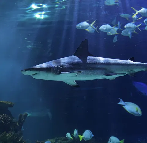¿Sabías que puedes ver tiburones en CDMX? Esto es lo que te espera en Acuario Inbursa