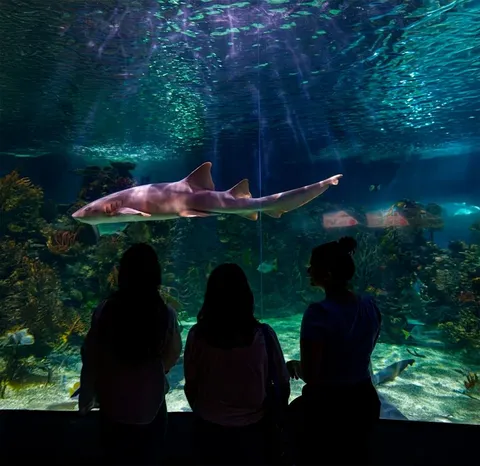 ¡El Acuario más grande de CDMX está en Polanco! Esto es lo que debes saber