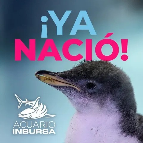 ¡YA NACIÓ! Alex, el primer Pingüino Chilango