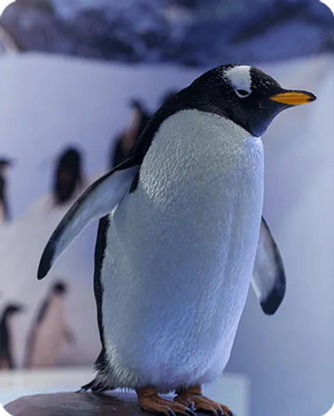 hey